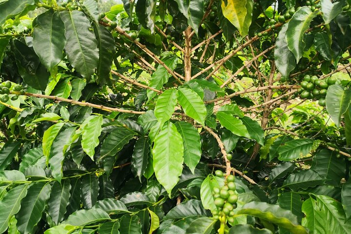 Coffee and Chocolate Walking and Sightseeing Tour at Monteverde Santa Elena - Photo 1 of 9